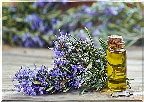 Rosemary oil is a good hair conditioner