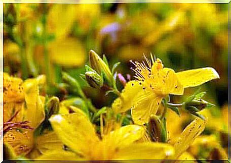 Top 6 Medicinal Plants: St. John's Wort.