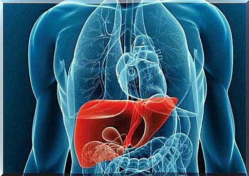 location of the liver in the body