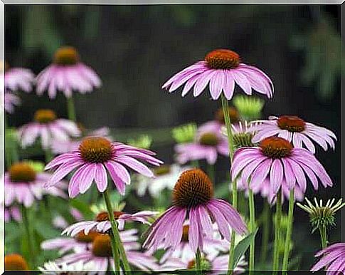 Red hats are beautiful summer flowers