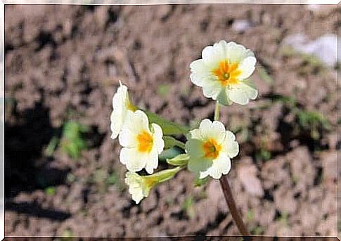 Primroses are easy-care plants