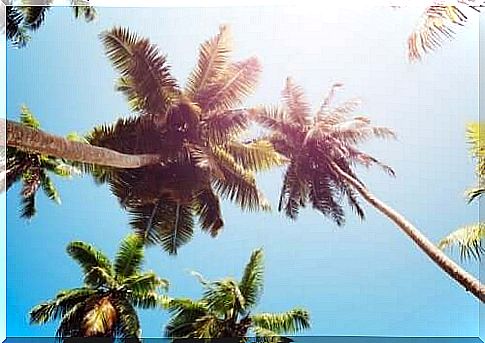 coconut palms