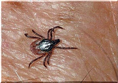 Crimean-Congo hemorrhagic fever found in Spain