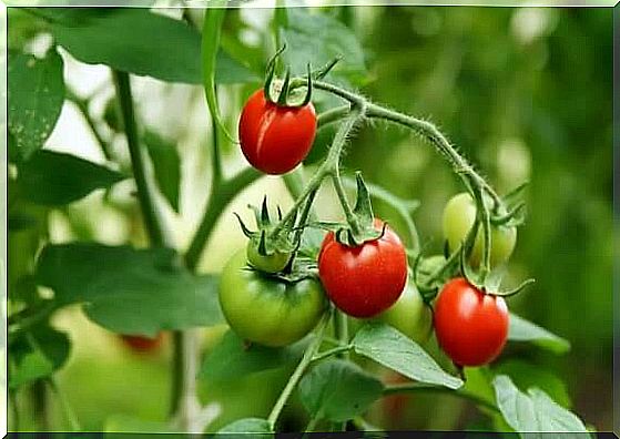 Growing tomatoes with just four slices of tomato