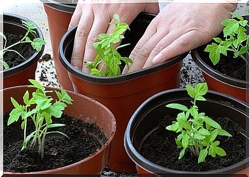 growing tomatoes in a flowerpot