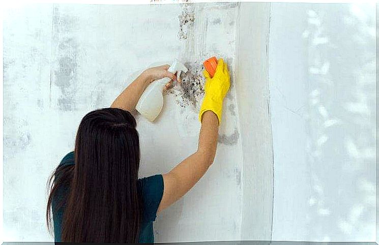 This is how you remove mold at home