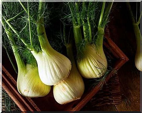 Fennel can be used to make stews for anemia