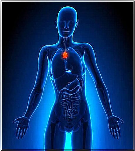 The thymus grows lymphocytes.