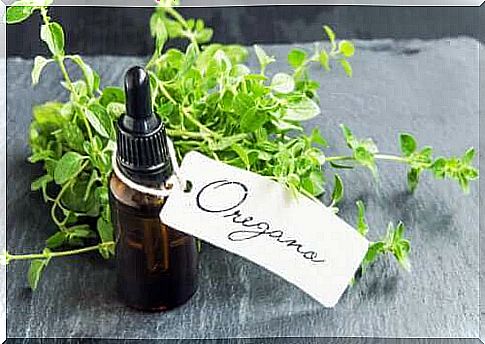 Home production of oregano oil and its benefits