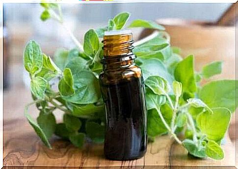 Oregano oil is easily made at home