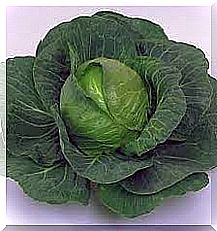 cabbage and heartburn 